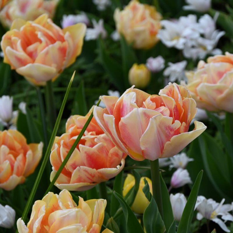 Tulipa 'Foxy Foxtrot' / tulipán