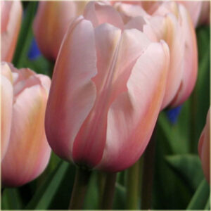 Tulipa 'Salmon impression' / tulipán