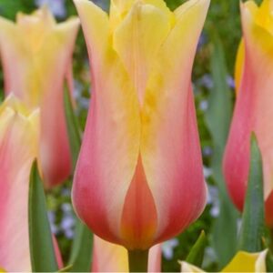 Tulipa 'Triumph Blushing Lady' / tulipán