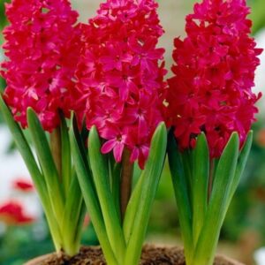 Hyacinthus orientalis 'Red Glory' / jácint