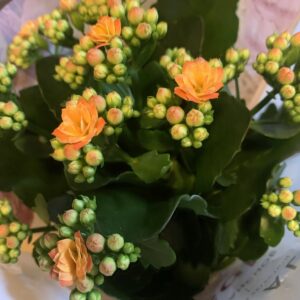 Kalanchoe blossfeldiana / Korallvirág, narancs