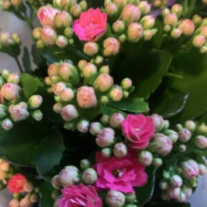 Kalanchoe blossfeldiana / Korallvirág