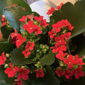 Kalanchoe blossfeldiana / Korallvirág, piros