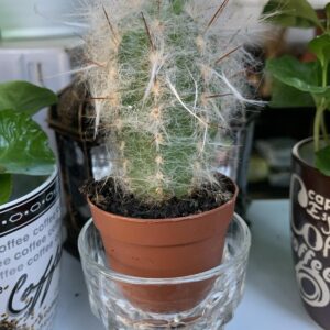 Oreocereus celsianus / Kaktusz