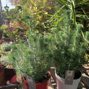 Pinus pinea 'Silver Crest' / mandulafenyő