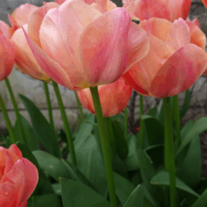 Tulipa 'Apricot Beauty' / tulipán