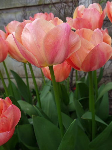 Tulipa 'Apricot Beauty' / tulipán