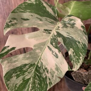 Monstera deliciosa Variegata / fehértarka könnyezőpálma
