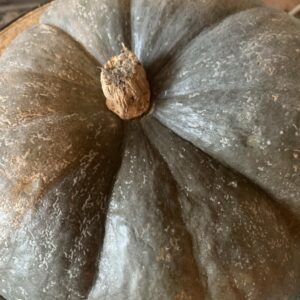 Muskotálytök, pézsmatök, sütőtök / Cucurbita moschata