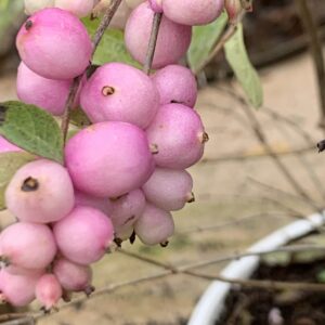 Symphoricarpos x doorenbosii 'Magical Sweet' / Hóbogyó