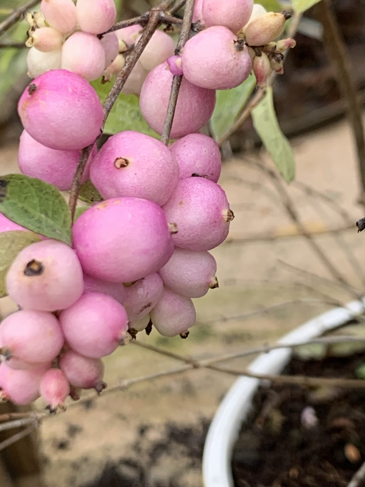 Symphoricarpos x doorenbosii 'Magical Sweet' / Hóbogyó
