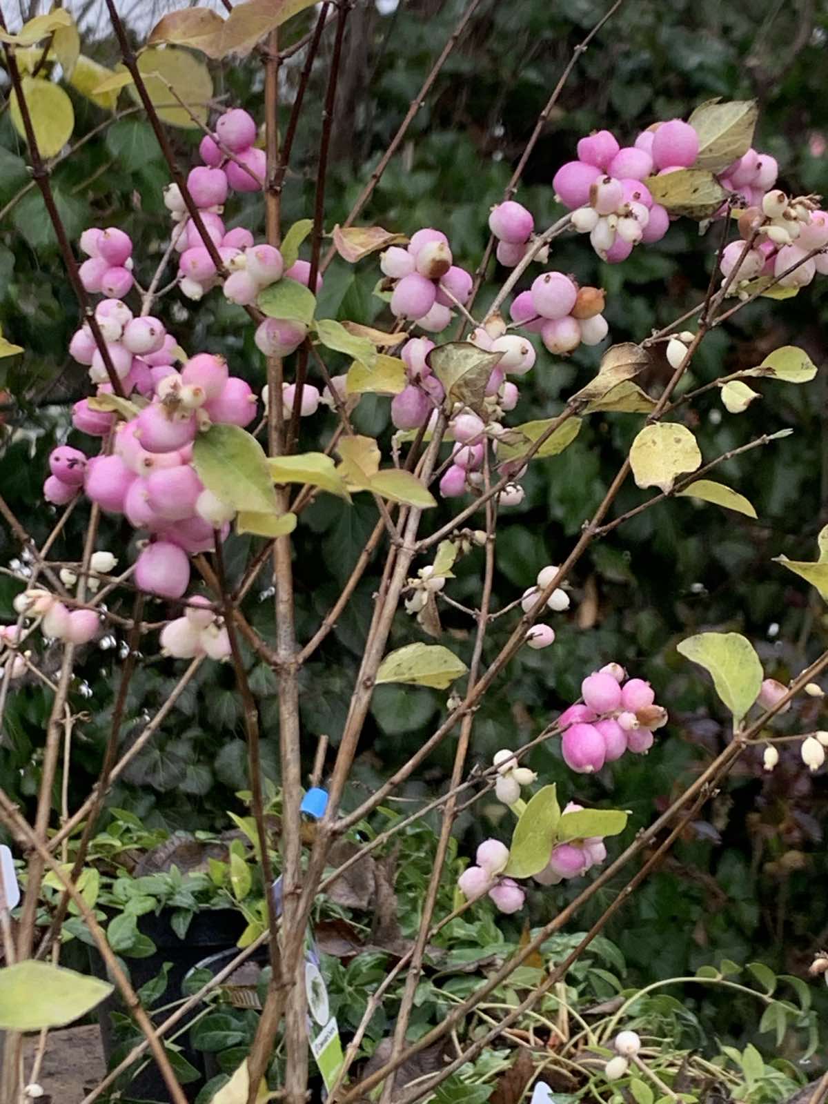 Symphoricarpos x doorenbosii 'Magical Sweet' / Hóbogyó - Image 2