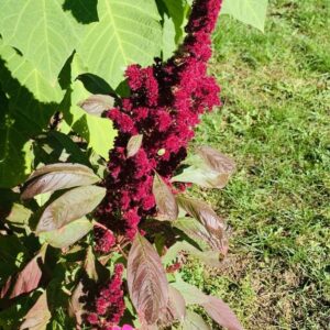 Amaranthus / Bókoló amaránt