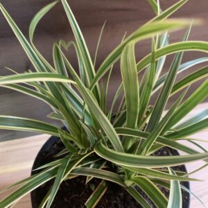 Carex morrowii 'Ice dance' / Tarka sás