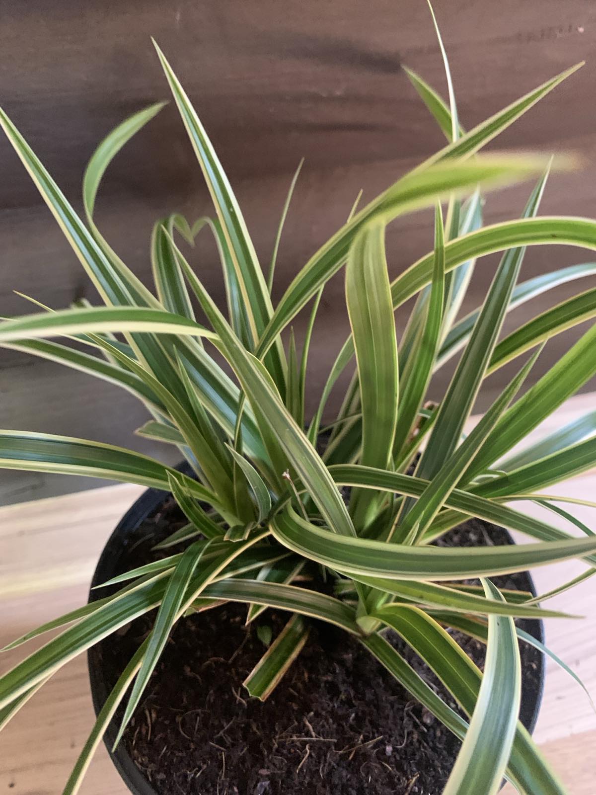 Carex morrowii 'Ice dance' / Tarka sás