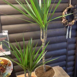 Dracena reflexa / Sárkányfa