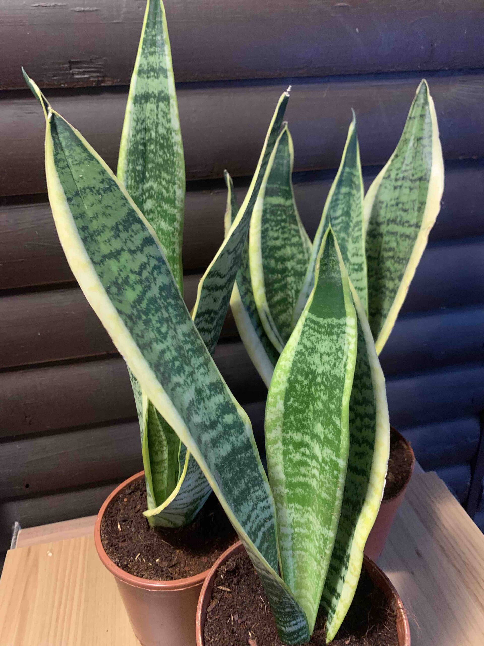 Sansevieria trifasciata /Anyósnyelv