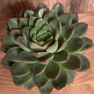 Echeveri pulidonis E. Walter/ Pozsgás