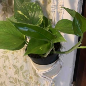 Epipremnum aureum / Szobai futóka