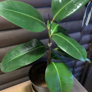 Ficus elasctica / Fikusz