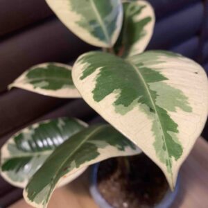 Ficus elasctica / Fikusz, tarka