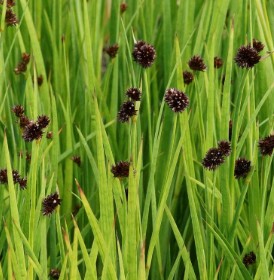 Juncus ensifolus / Kardlevelű szittyó