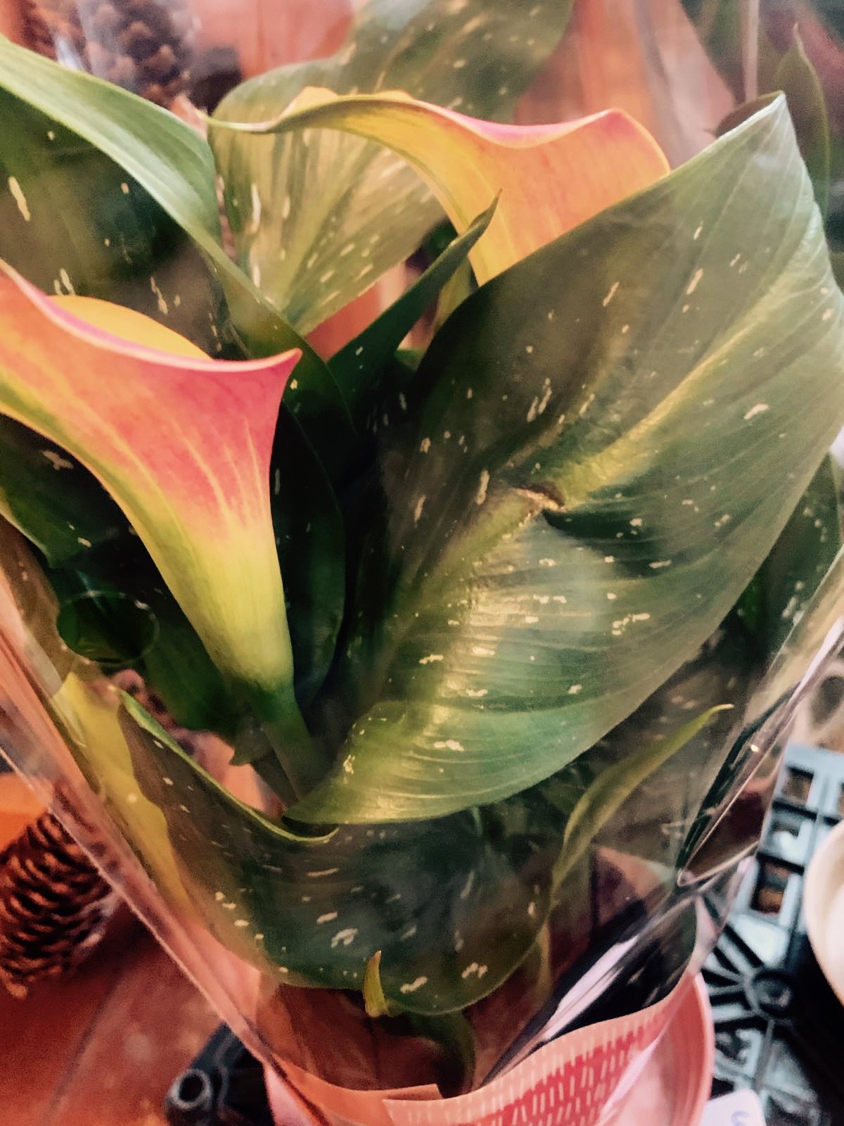 Zantedeschia albomaculata / Kála, sárga-lila, cirmos - Image 2