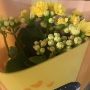 Kalanchoe blossfeldiana / Korallvirág, sárga