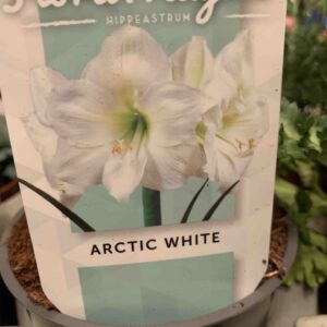 Hippeastrum 'Artic White'/ Amarylis, fehér