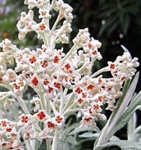 Buddleja davidii 'Silver Anniversary' / Nyári orgona