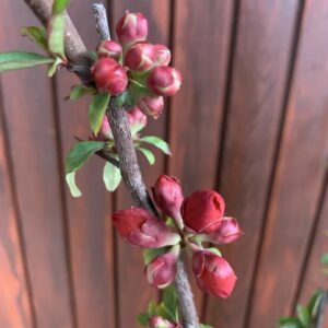 Chaenomeles japonica 'Sargentii' / Japánbirs