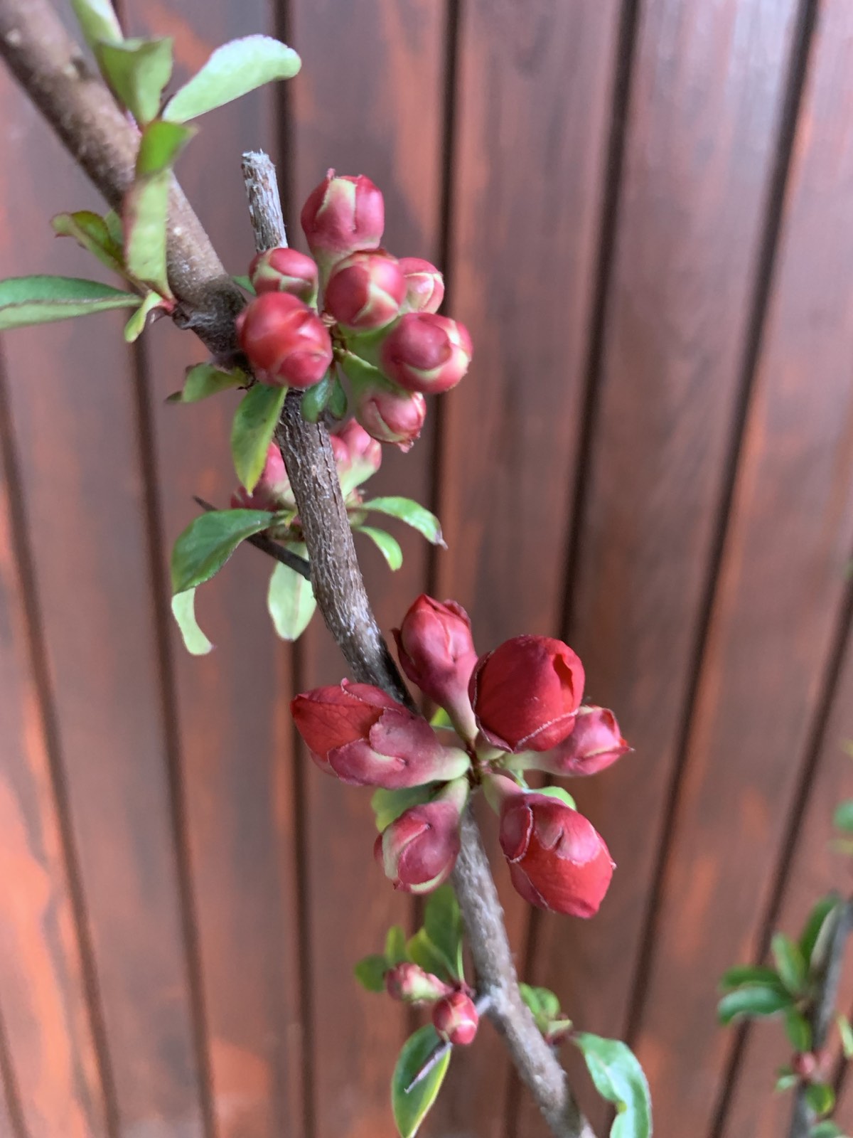 Chaenomeles japonica 'Sargentii' / Japánbirs