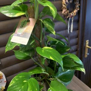 Epipremnum aureum / Szobai futóka