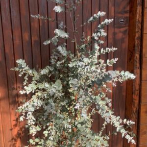 Eucalyptus gunnii / Eukaliptusz