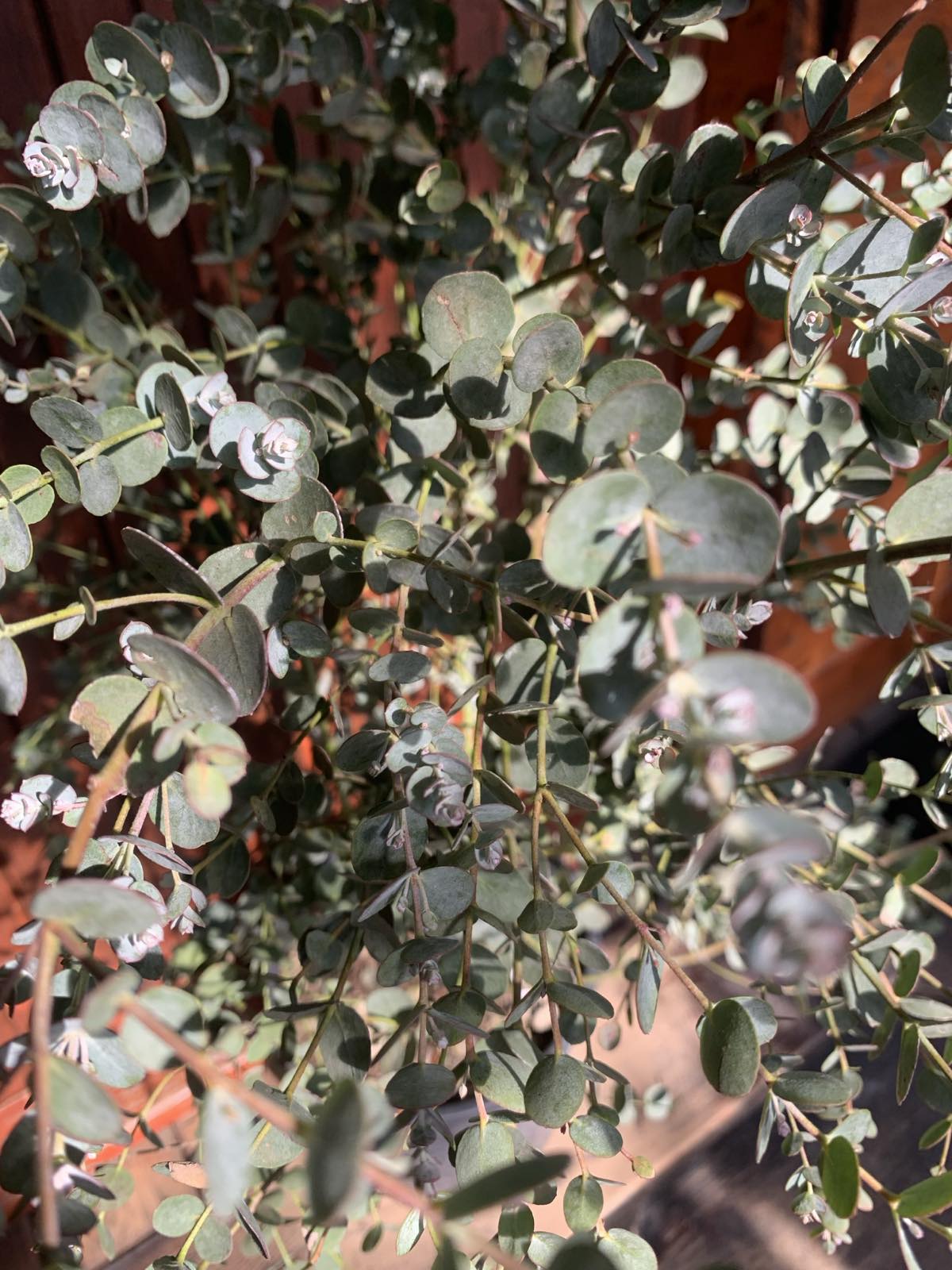 Eucalyptus gunnii / Eukaliptusz - Image 2
