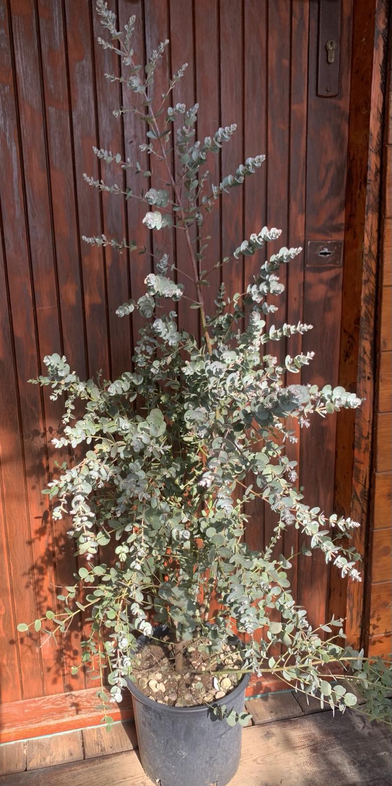 Eucalyptus gunnii / Eukaliptusz