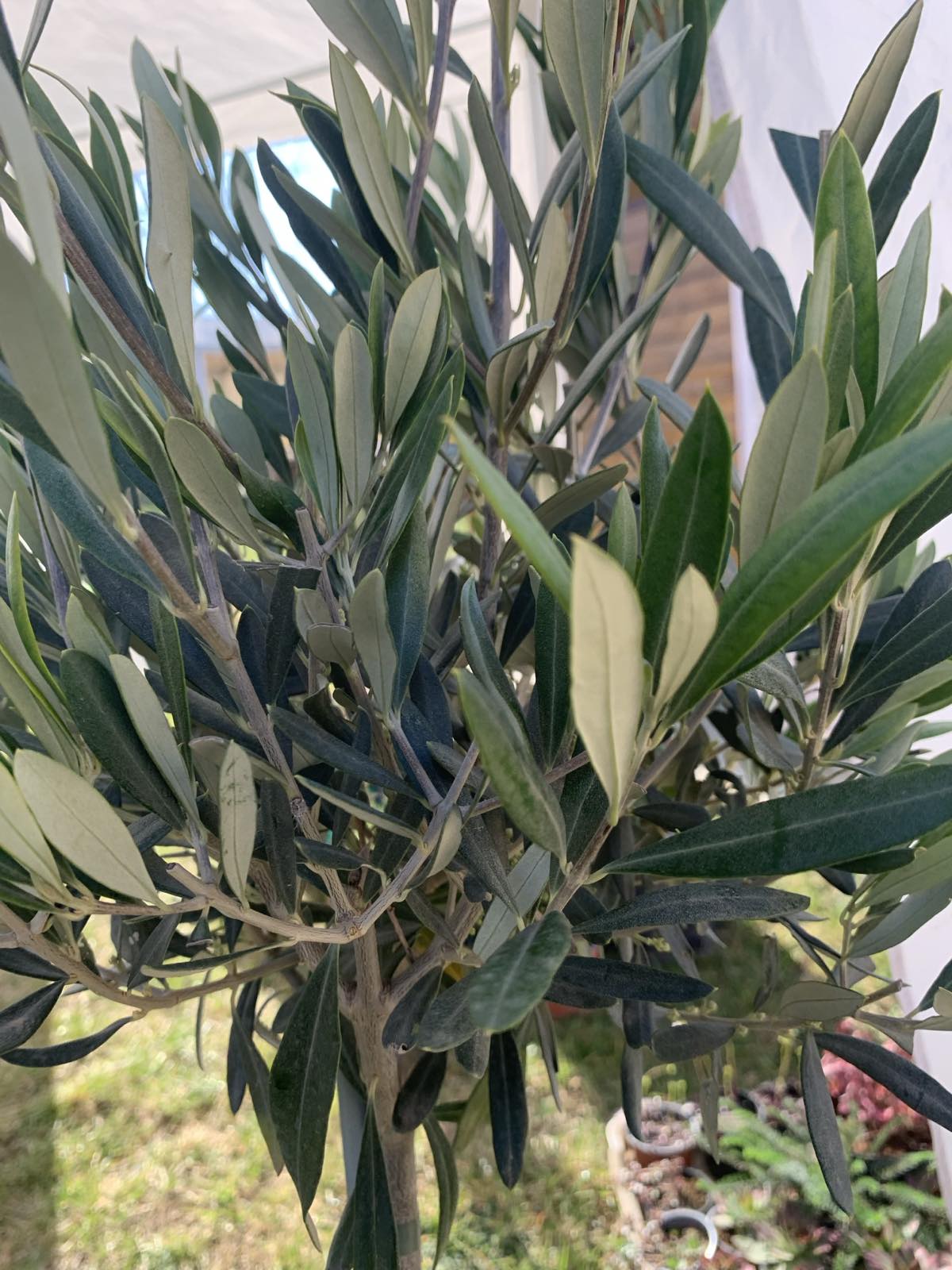 Olea Europea / törzses olajfa