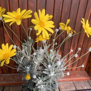 Euryops pectinatus / Sárga margarétacserje