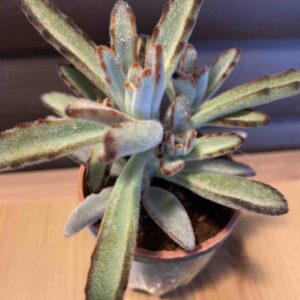 Kalanchoe tomentosa / Szukkulens