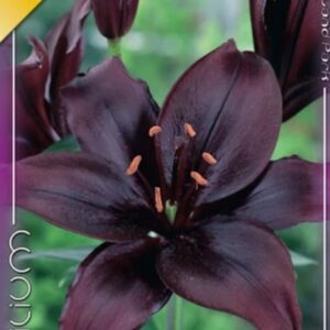 Lilium 'Asiatic hybrid Black' / ázsiai liliom