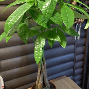 Pachira aquatica / Vadkakaó