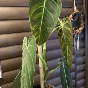 Philodendron melanochrysum 'Linden & André'/ Filodendron