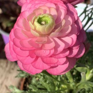 Ranunculus asiaticus / ázsiai boglárka