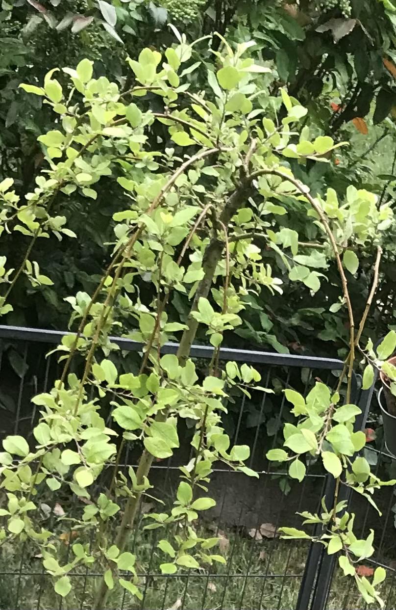 Salix caprea 'Kilmarnock' / Csüngő barkafűz - Image 2