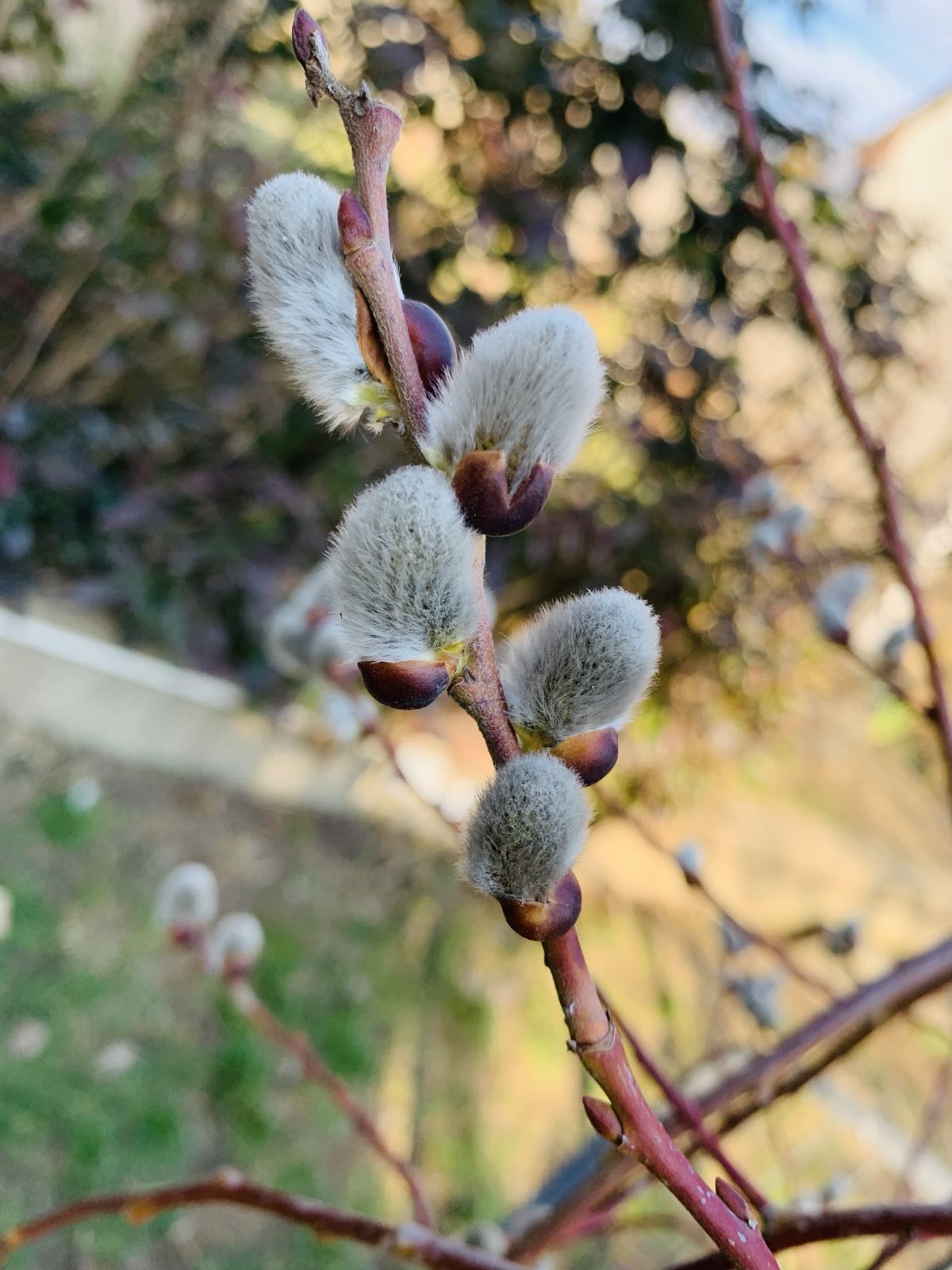Salix caprea 'Kilmarnock' / Csüngő barkafűz