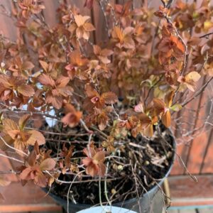 Spirea japonica 'Zen's Spirit Caramel' / Japán gyöngyvessző