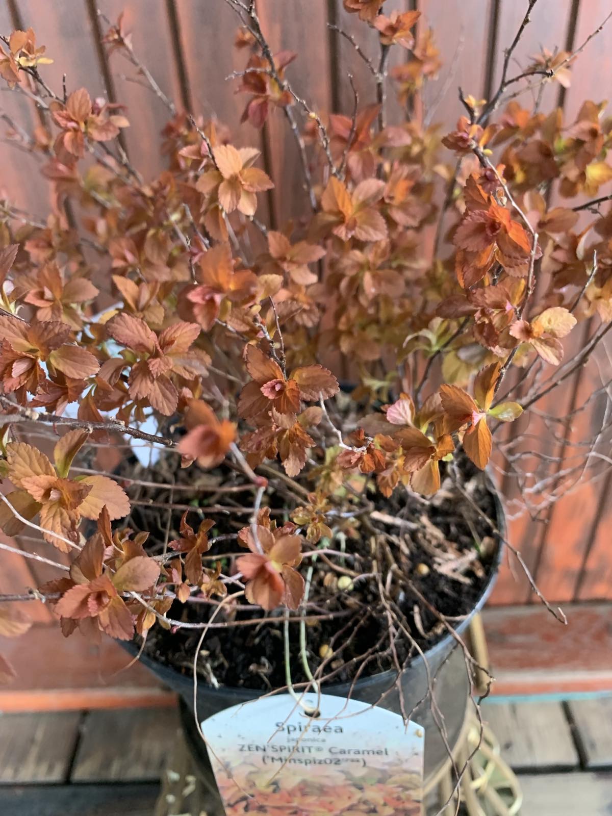 Spirea japonica 'Zen's Spirit Caramel' / Japán gyöngyvessző