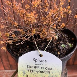 Spirea japonica 'Zen's Spirit Gold' / Japán gyöngyvessző