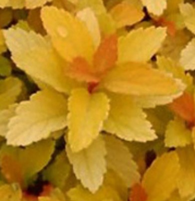 Spirea japonica 'Zen's Spirit Gold' / Japán gyöngyvessző - Image 2