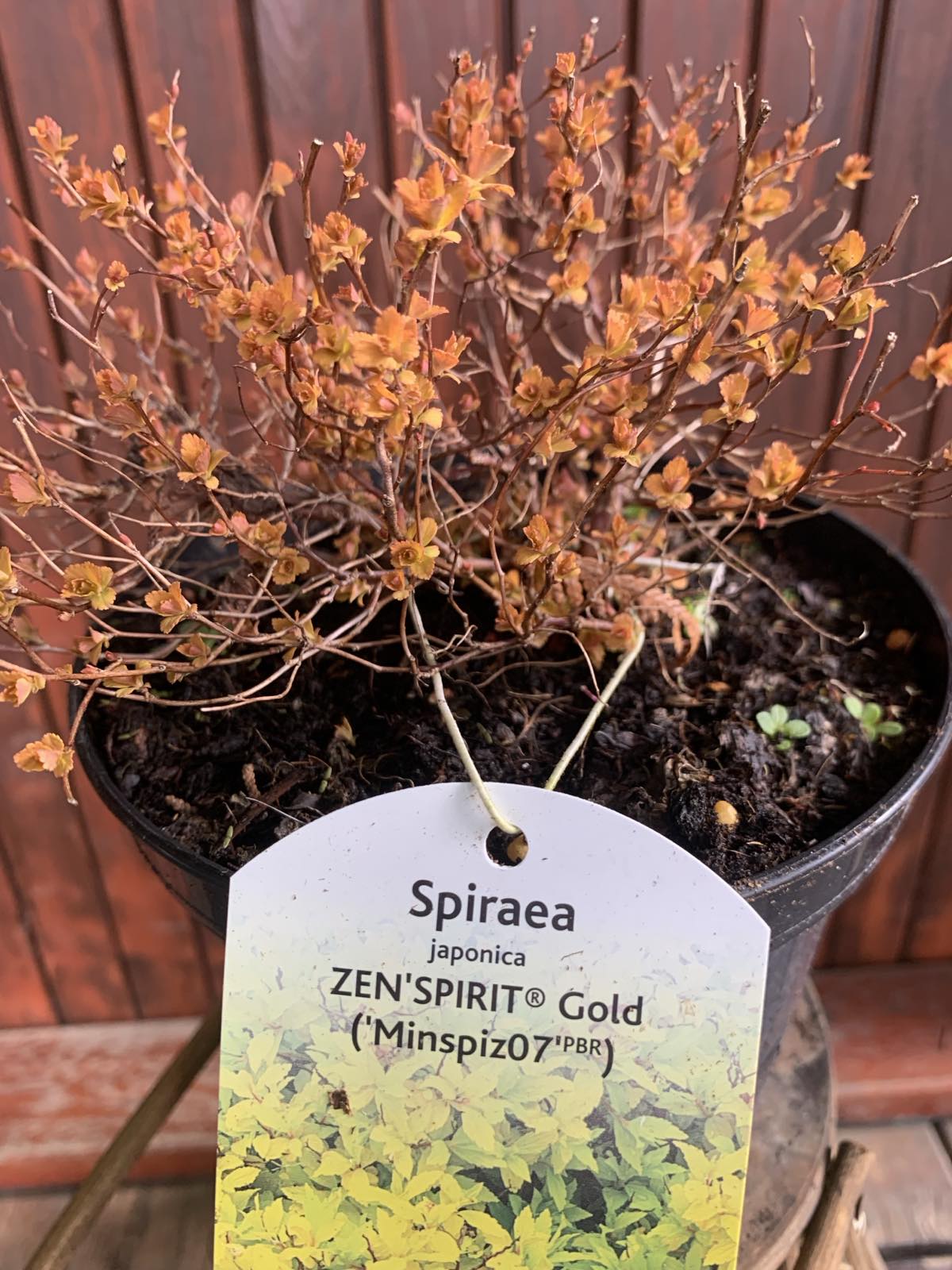 Spirea japonica 'Zen's Spirit Gold' / Japán gyöngyvessző